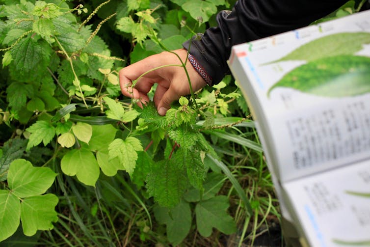 A student compares a plant's leaves with images in a textbook.