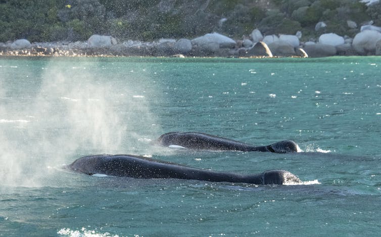 Two killer whales in water