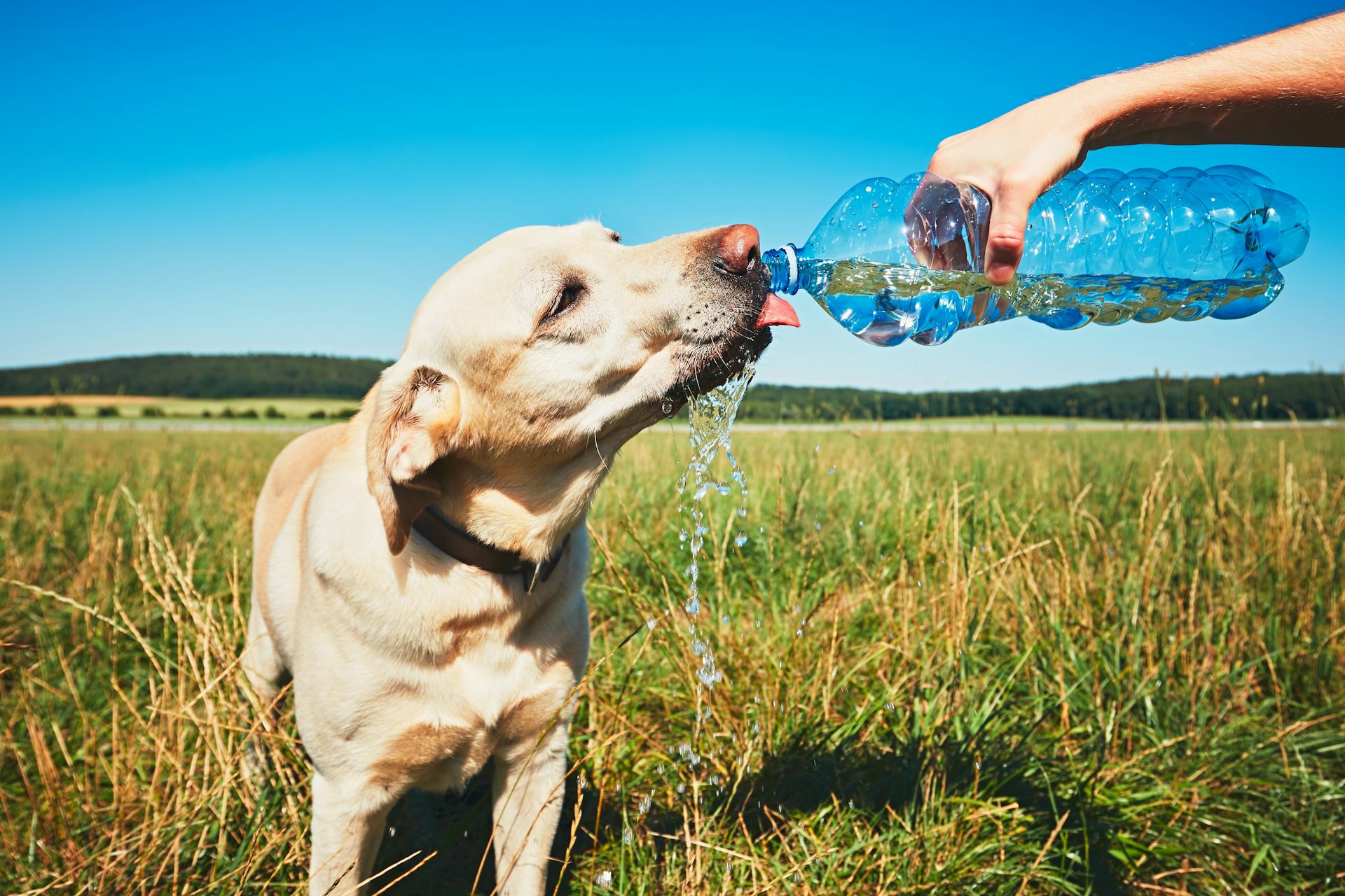 Water Bottle Dogs Trust 