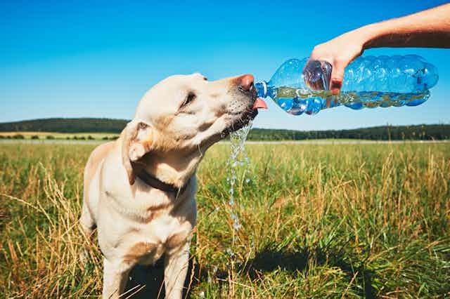 A dog drinking from a waterbottle