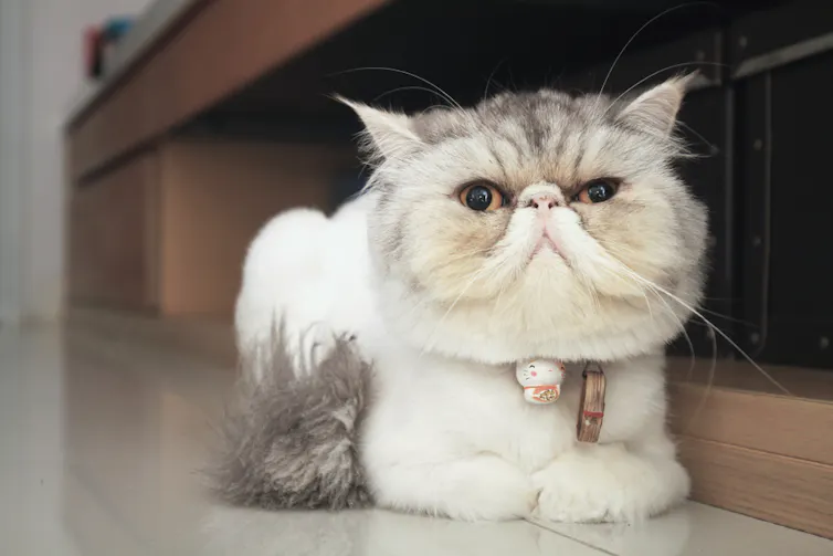 Flat-faced cat.