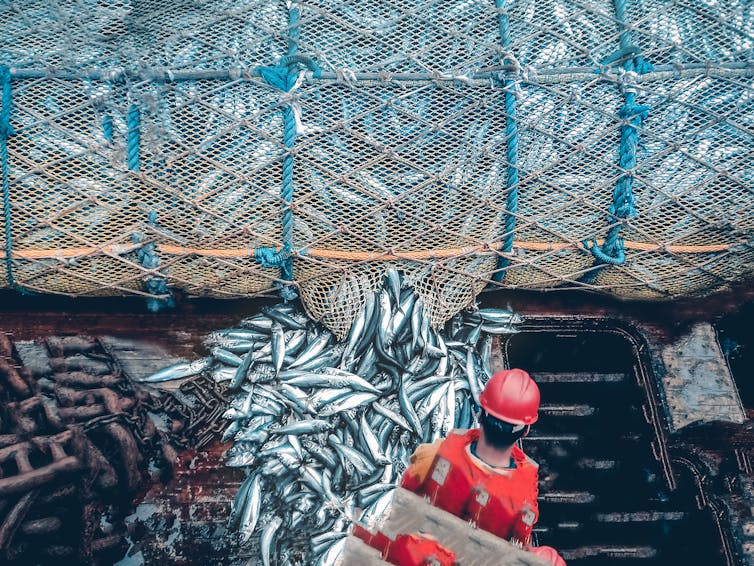 A worker stands near a large trawl with fish on the deck of a ship