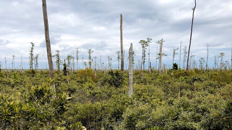 Dead tree trunks with low ground cover below.