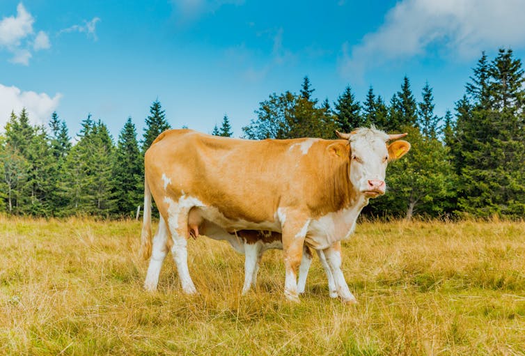 A cow and its suckling calf standing in a field.