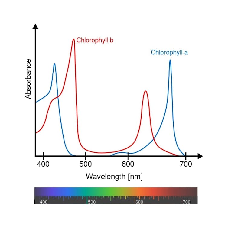 A graph showing two lines each with two peaks in the blue and red wavelengths.