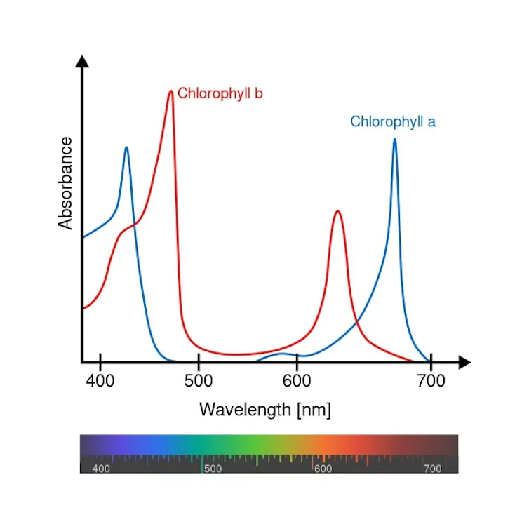 A chart showing two lines each with two peaks in the blue and red wavelengths.