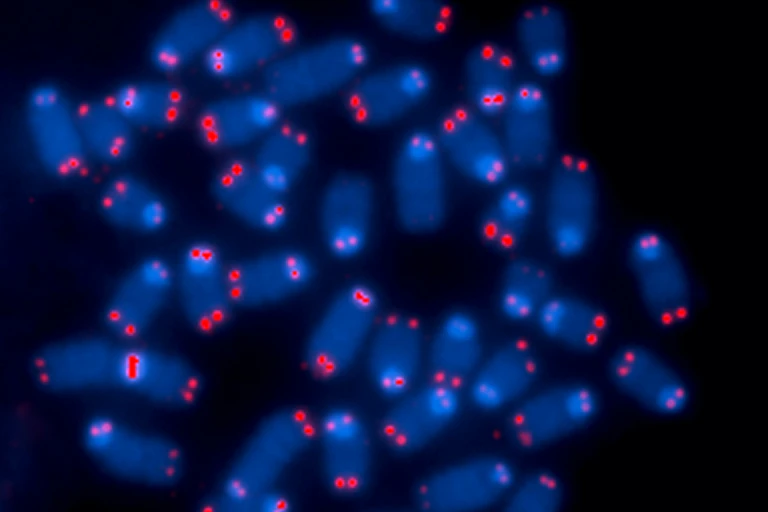 Microscopy image of chromosomes, with the telomeres stand red.