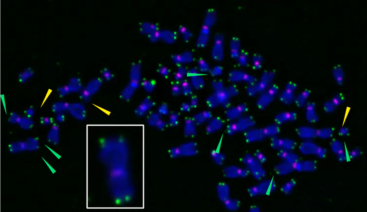 Microscopy image of chromosomes with telomeres damaged by oxidation