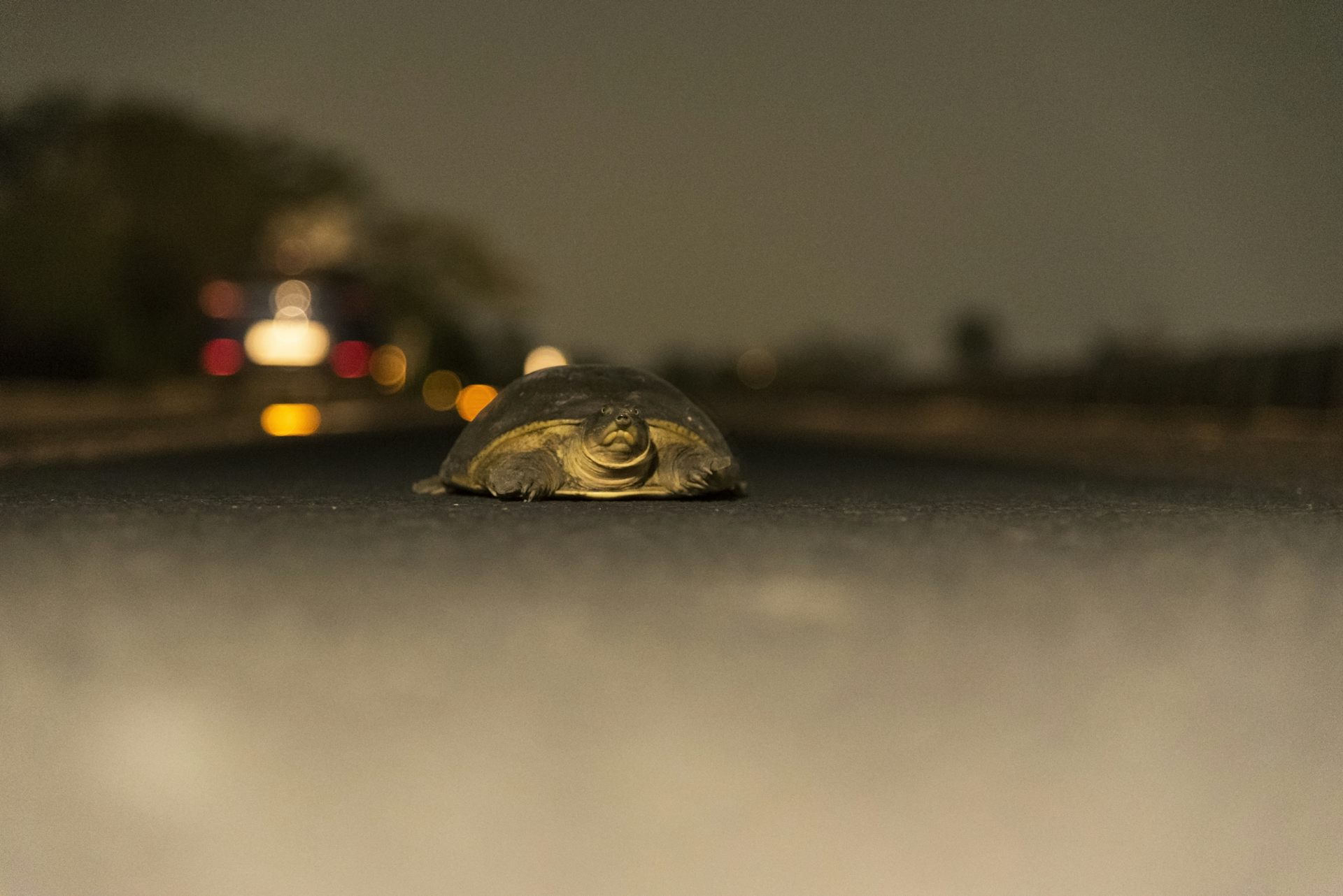 wildlife night lights