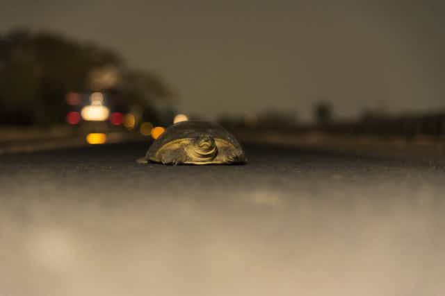 A turtle tries to cross a road.