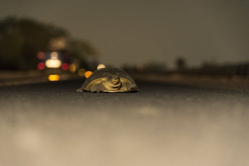 Artificial light at night can change the behaviour of all animals, not just humans