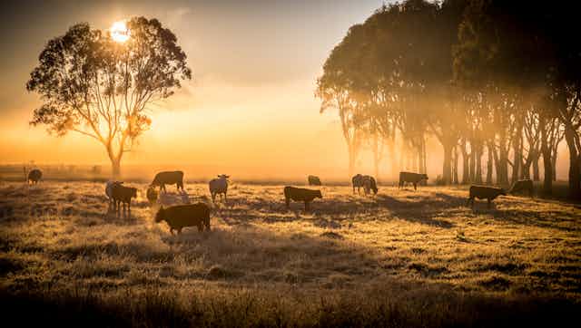 cows graze amid trees at sunset
