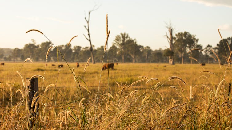 fence and field with trees in background