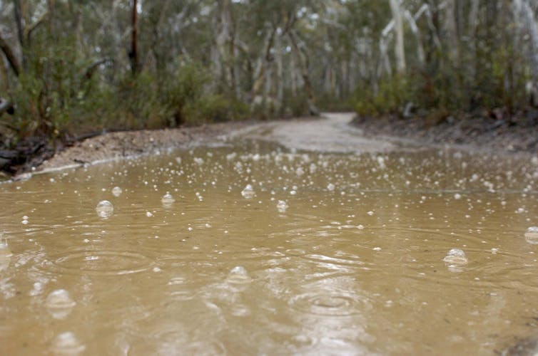 rain in puddle with trees in background