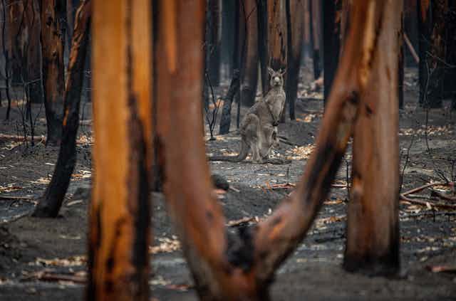 A kangaroo with a joey in its pouch in a burnt forest