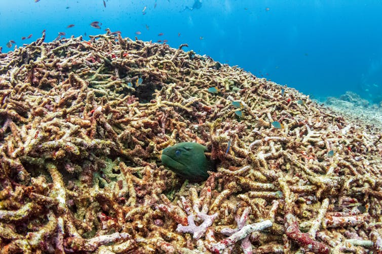 An eel sticks its head out of bleached coral