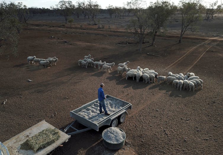 A man watches a flock of sheep on dry soil