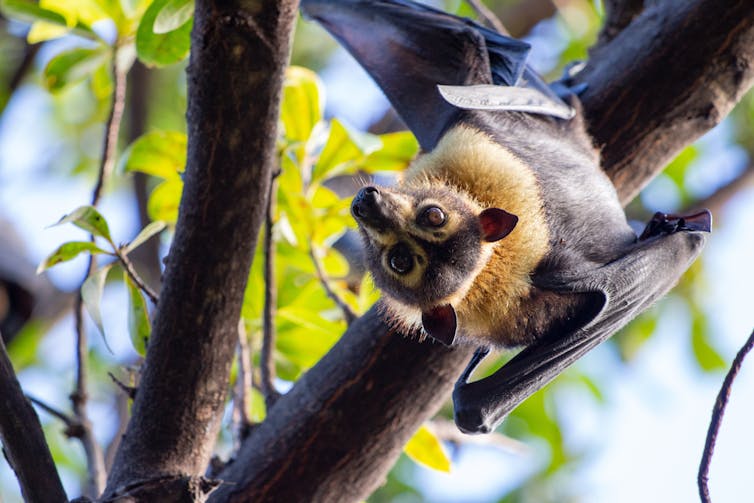 flying fox hanging from a tree branch