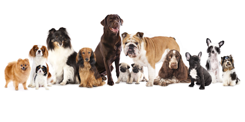 Perros potencialmente peligrosos: ¿cuestión de raza o de educación? Perros potencialmente peligrosos: ¿cuestión de raza o de educación?