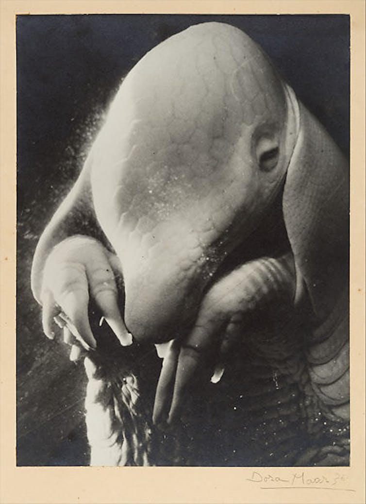 Dora Maar, la gran fotógrafa oculta tras la musa 1 file 20220714 32349 3jbmzv.jpg?ixlib=rb 1.1