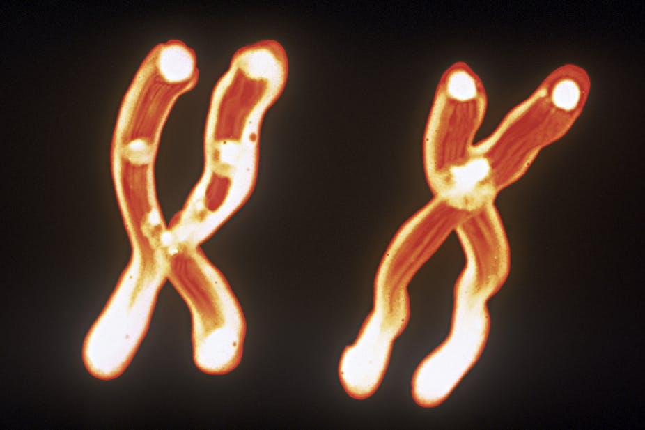 Illustration of X and Y chromosomes