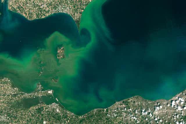 Bright green swirls in lake water bordered by urban shorelines