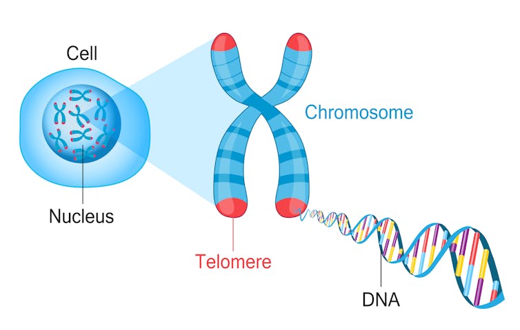 Diagram depicting chromosomes in the nucleus, highlighting the telomeres at the ends of each DNA-containing arm.