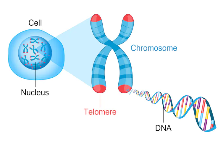 Diagram depicting chromosomes in the nucleus, highlighting the telomeres at the ends of each DNA-containing arm.