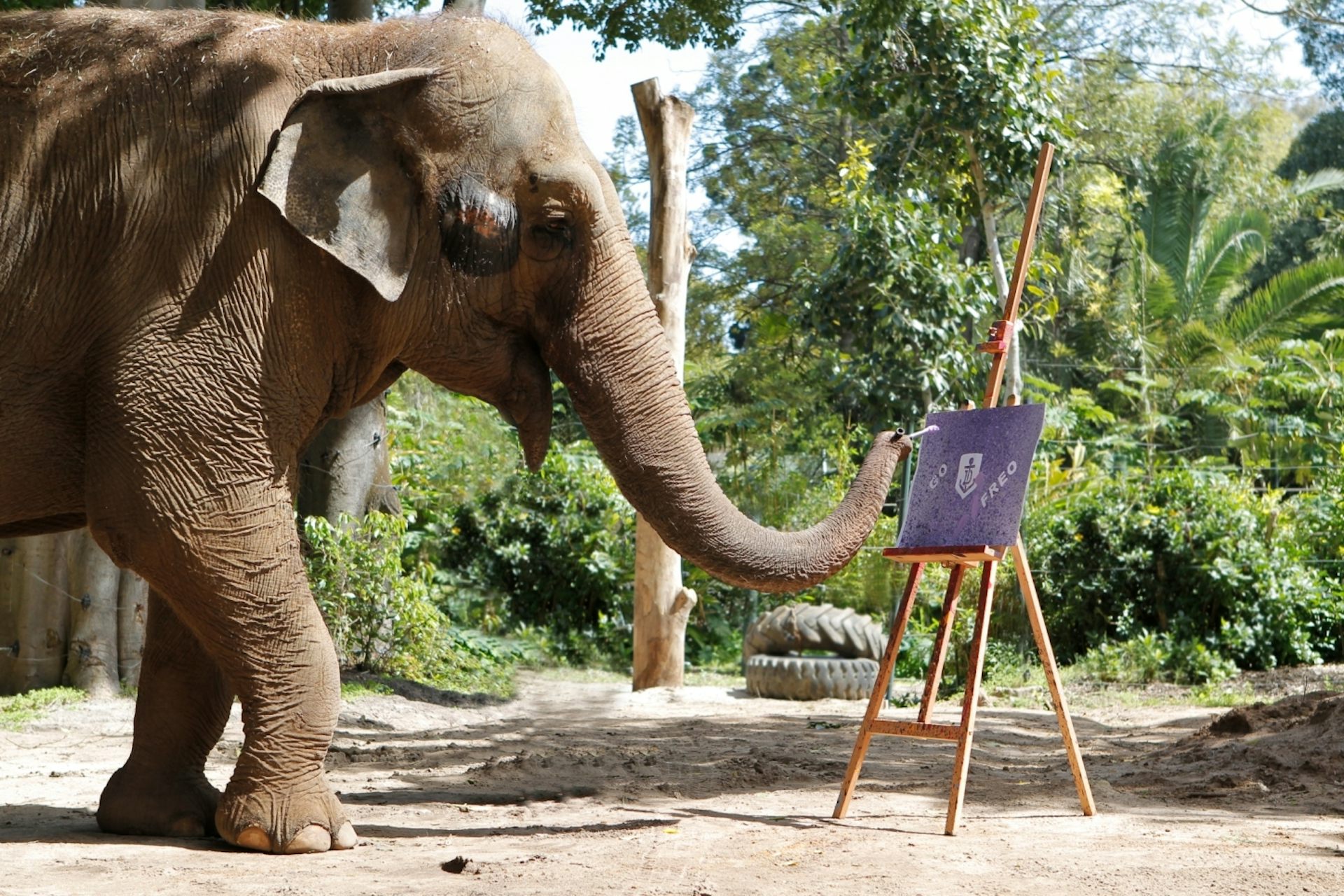 Was Tricia the elephant happy? Experts on the ethics of keeping such