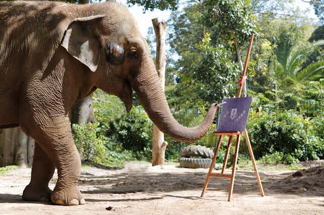 Tricia the elephant paints a picture 