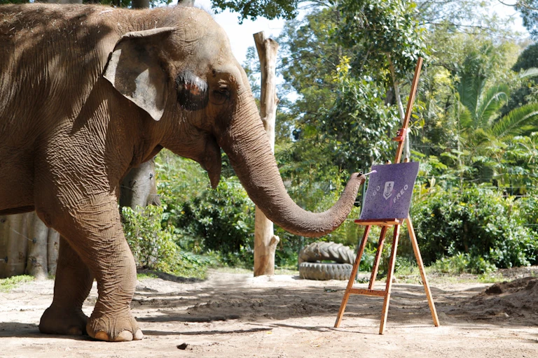 Tricia the elephant paints a picture