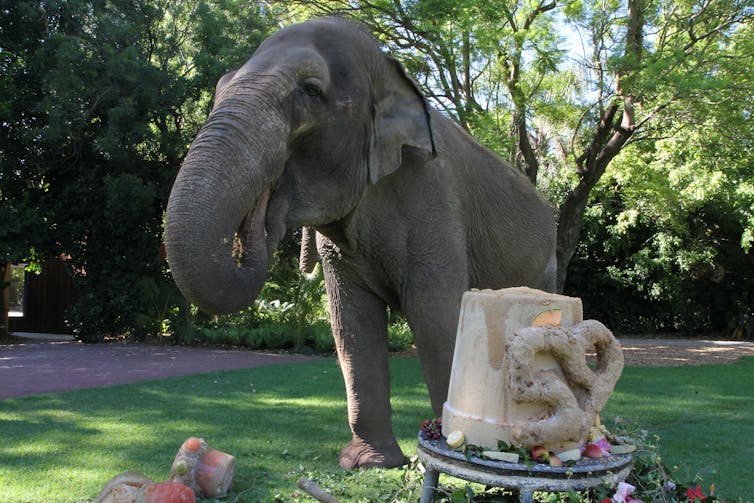 An elephant stands beside a big cake