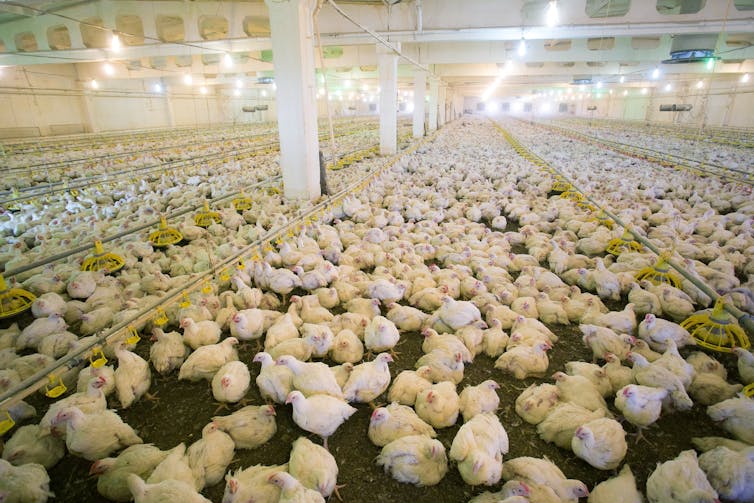 Chicken farm intensive