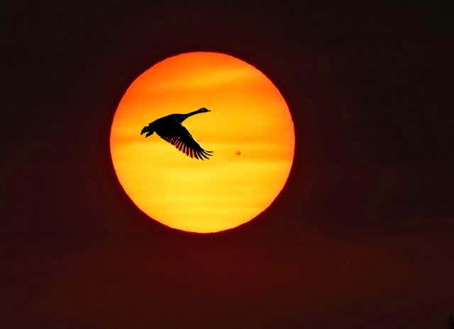 A Canada goose flies against a rising sun.