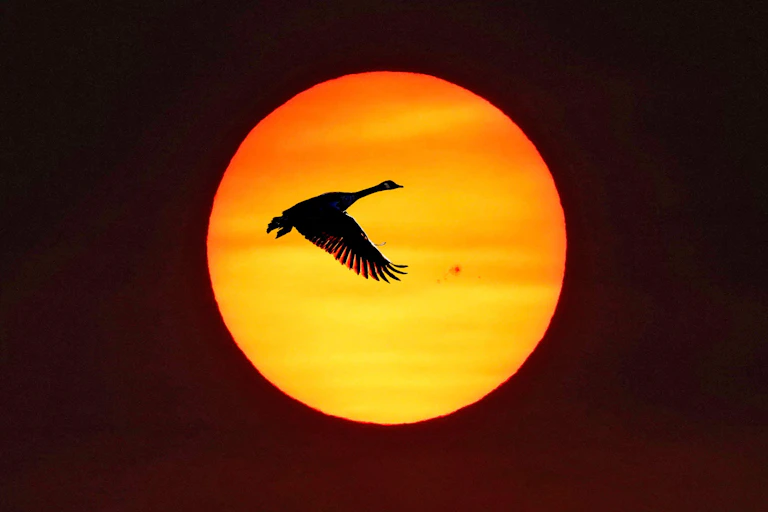 A Canada goose flies against a rising sun.