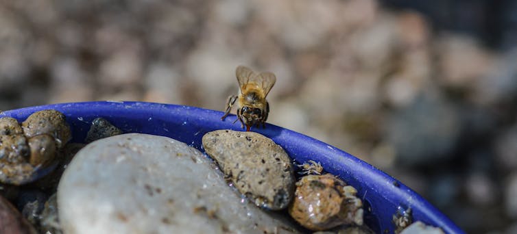 A honeybee sips from the edge of a blue water dish filled with pebbles.