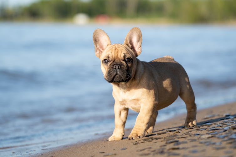 French bulldog puppy