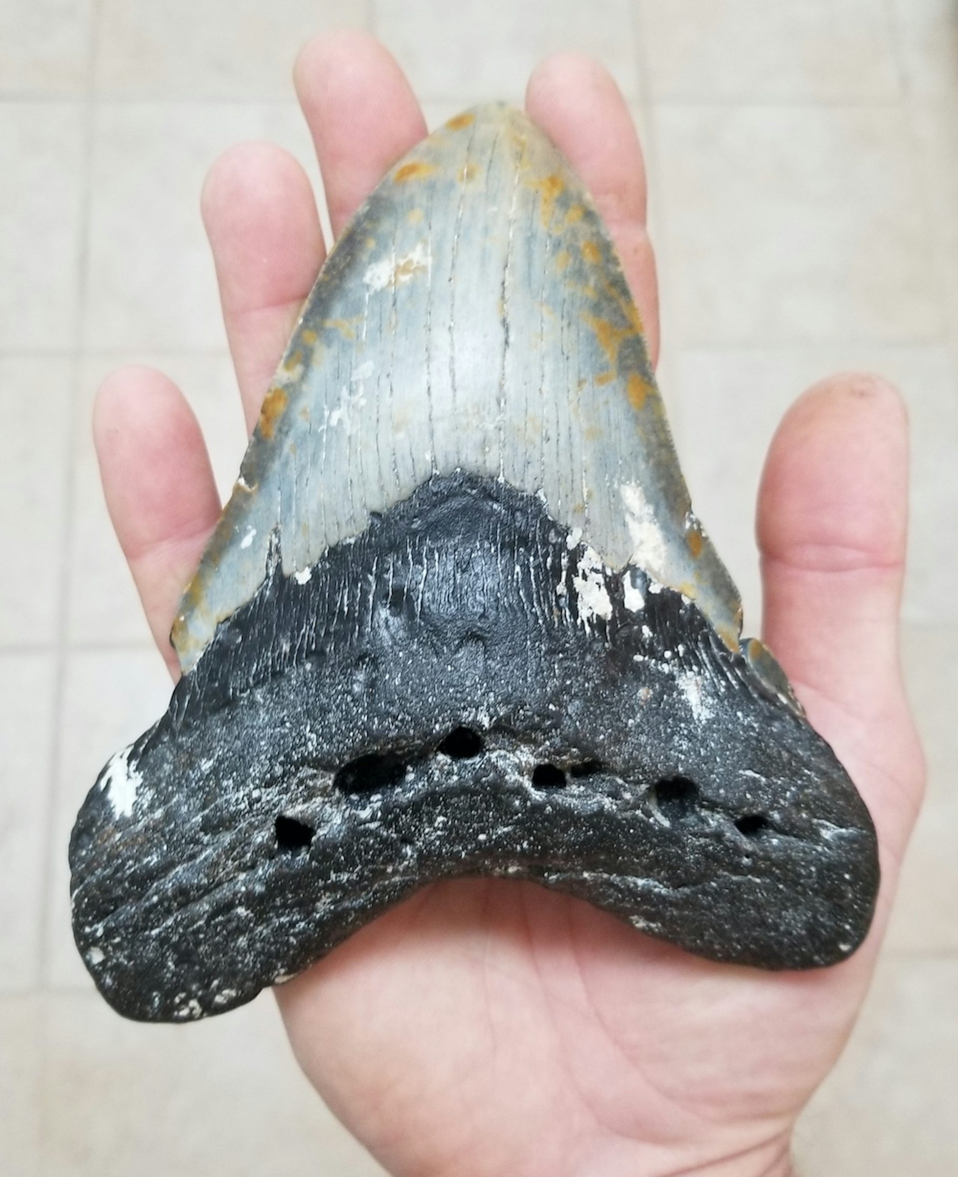 Megalodon fashion Shark Tooth Fossil