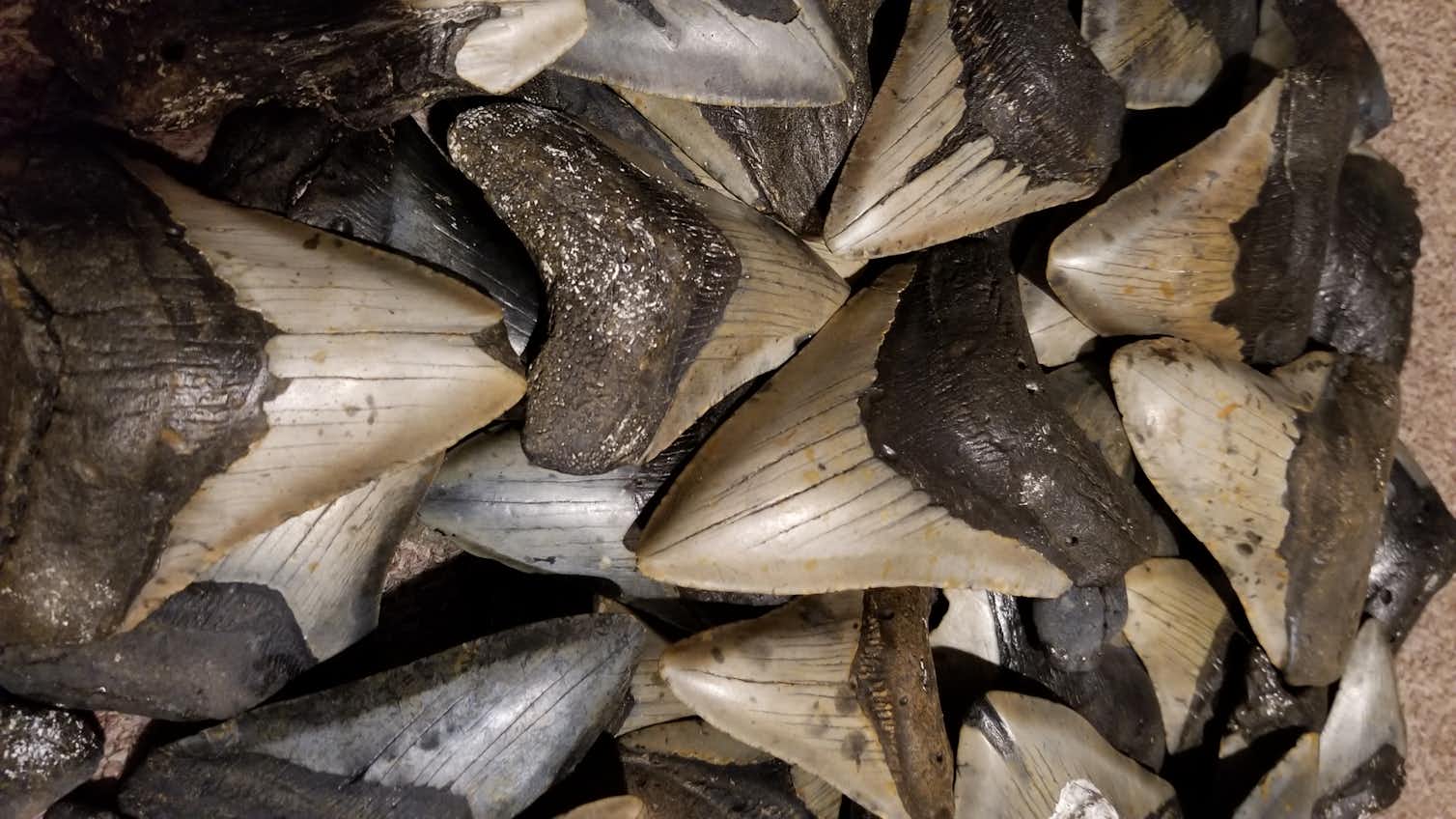 Megalodon sharks ruled the oceans millions of years ago – new analyses