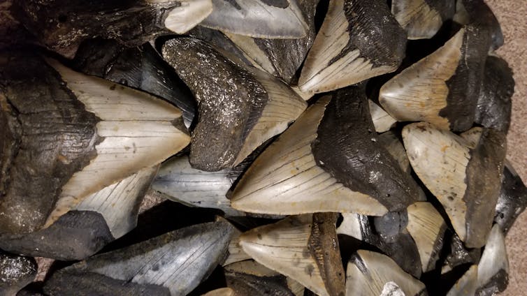 A pile of very large shark teeth