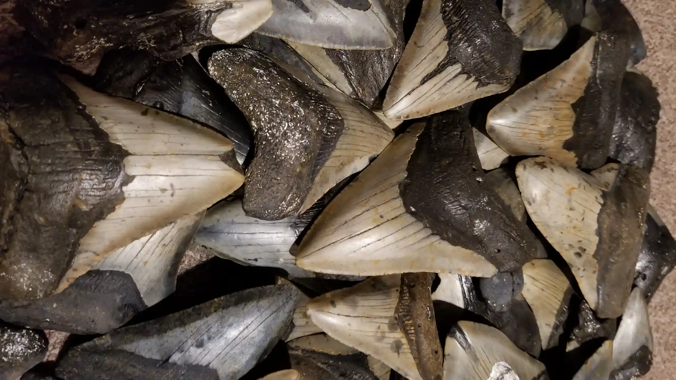 Megalodon Sharks Ruled The Oceans Millions Of Years Ago New Analyses megalodon-sharks-ruled-the-oceans-millions-of-years-ago-new-analyses