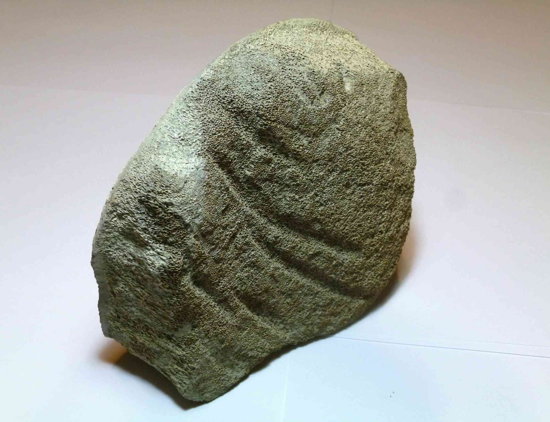 Megalodon sharks ruled the oceans millions of years ago – new analyses
