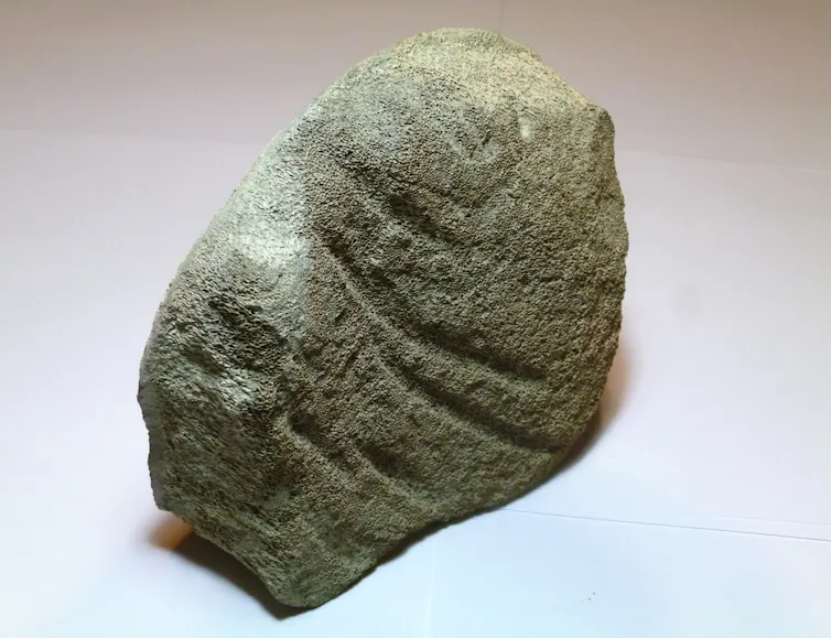 Large bite marks on part of a whale backbone.