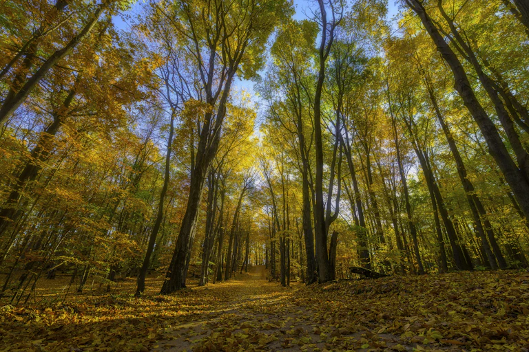 Trees in a forest with a path through the woods and leaves on the ground.