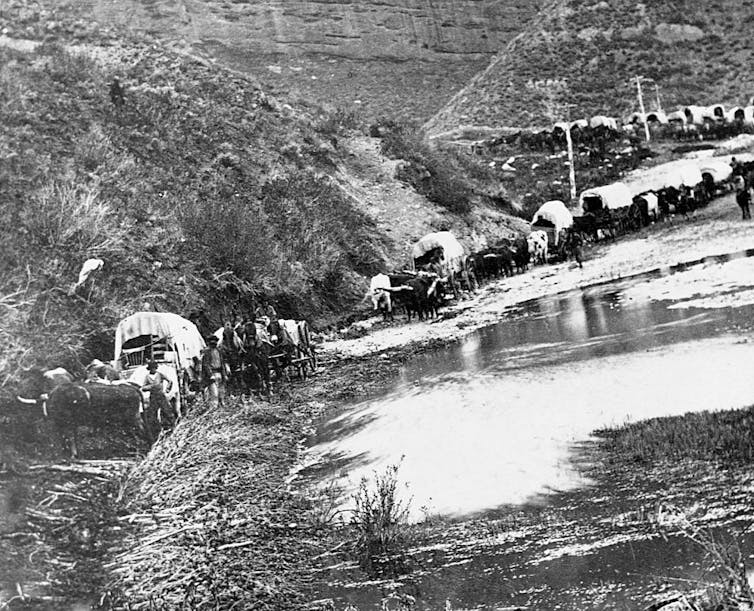 A black and white photograph shows a row of covered wagons trying to cross a river.
