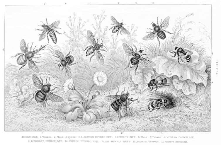Black and white engraving of a variety of bees from 1894.