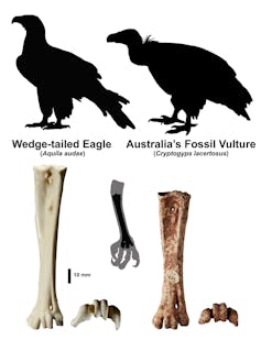 Tarsi of Wedge-tailed eagle and fossil vulture