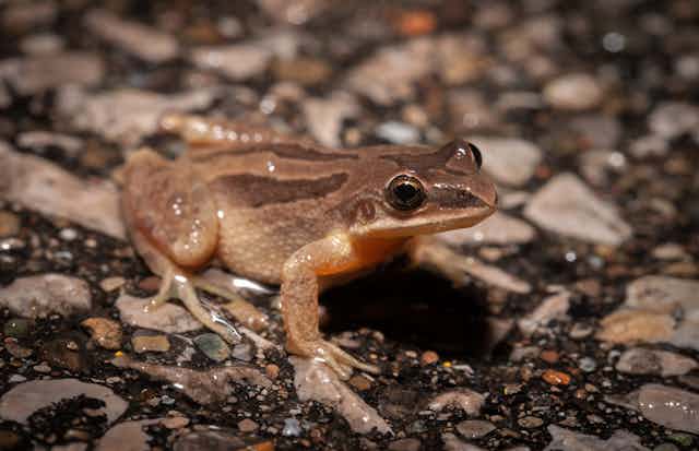 A brown frog sitting on a stony path