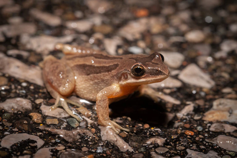 A brown frog sitting on a stony path
