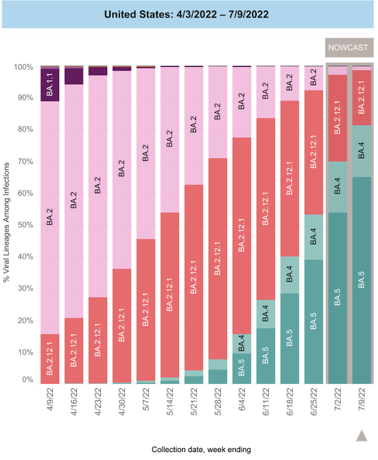 Recent data from the US Centers for Disease Control and Prevention show the rapid rise of the BA.5 variant and its replacement of other Omicron variants.